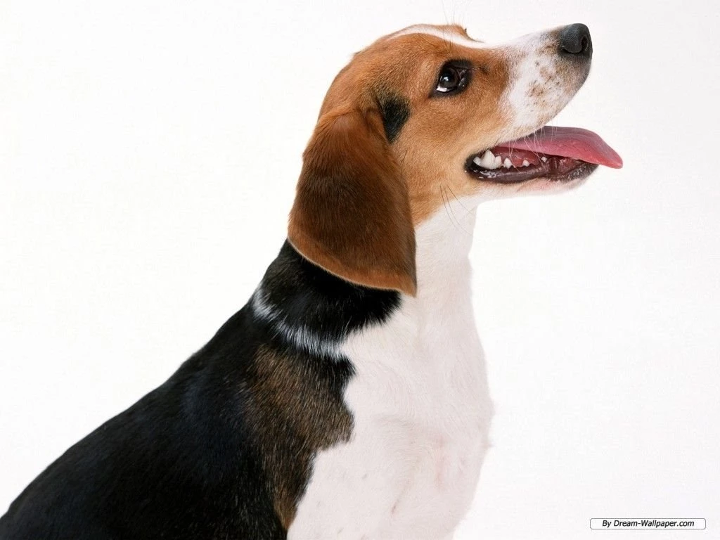 Beagle Wallpapers Dogs Wallpapers (7013925) Fanpop