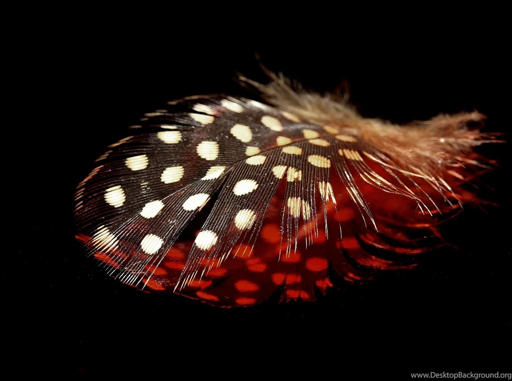 Feather Computer Wallpapers, Desktop Backgrounds