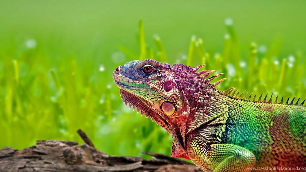 Download Wallpapers 3840x2160 Iguana, Reptile, Color, Spots 4K ...
