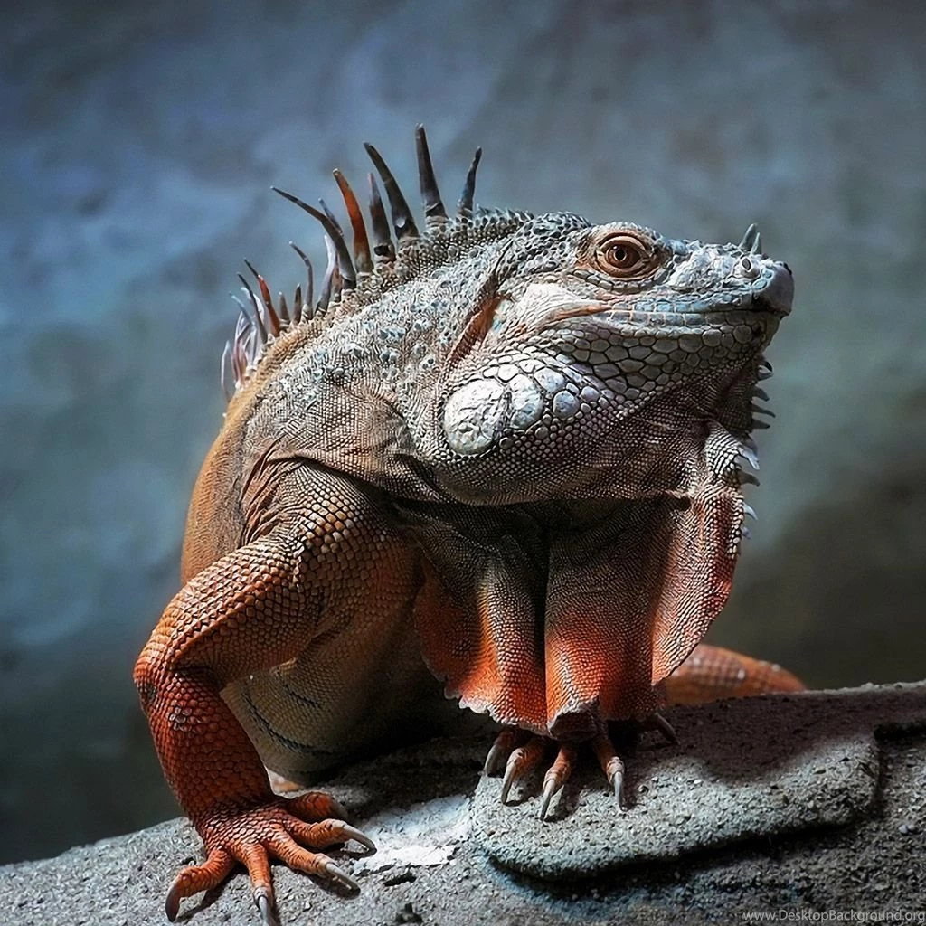 Lguana Reptile iPad Wallpapers Download