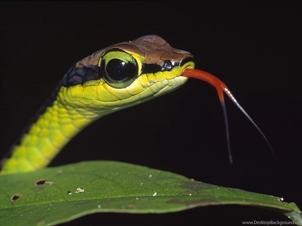 Reptiles Hd Wallpaper, Hd Wallpapers Hemslojdsgoten