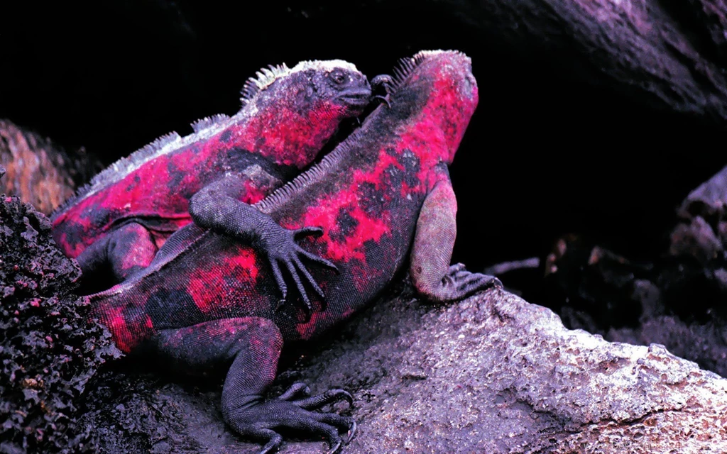 98 Iguana HD Wallpapers