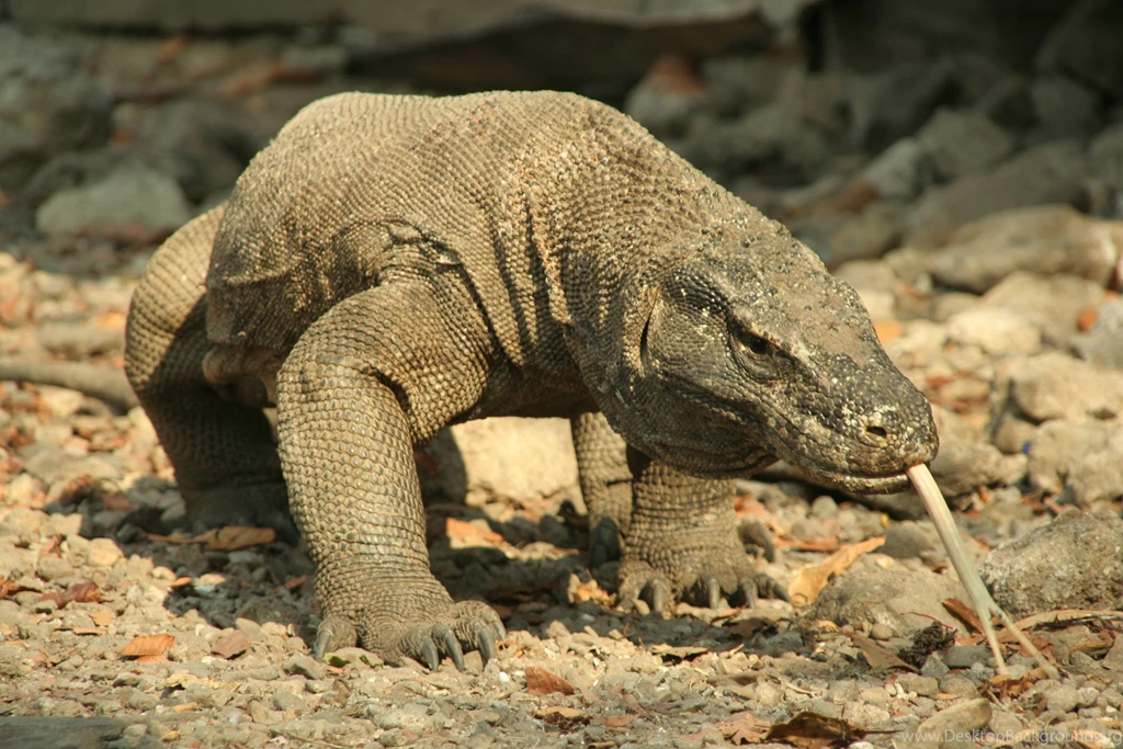 Reptile Wallpapers