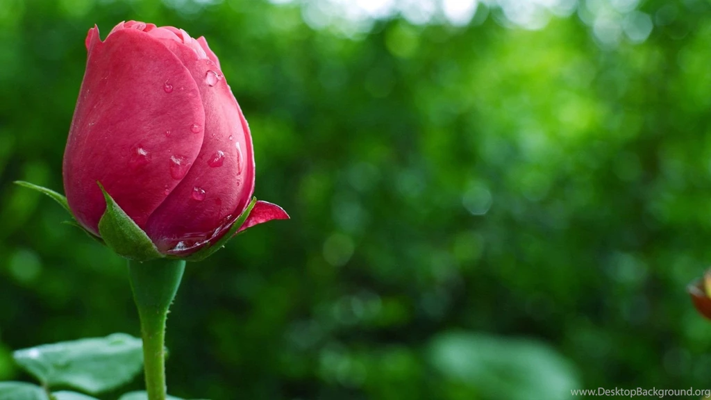Pink rose Flowers hd wallpaper.jpg