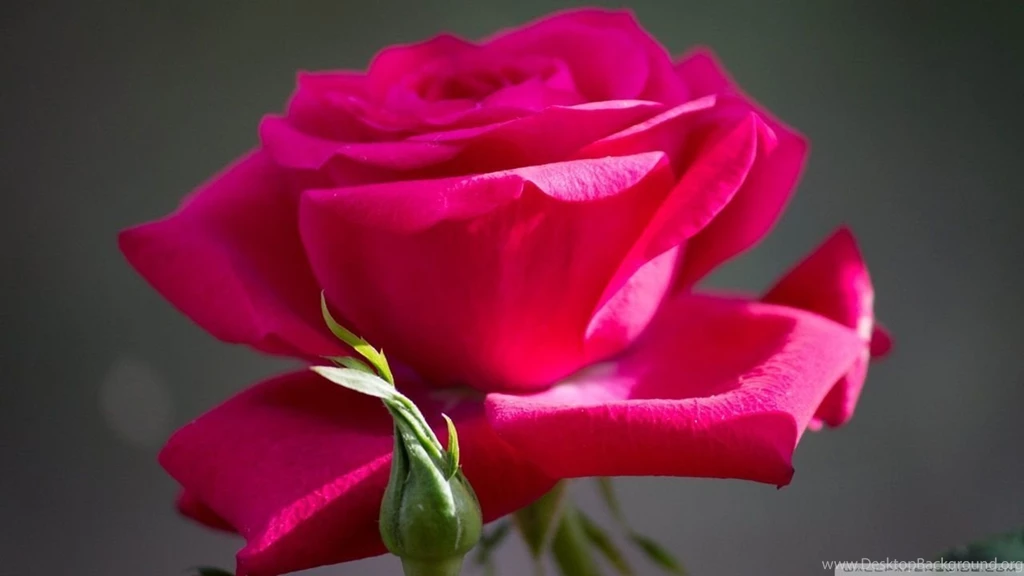 Hd Wallpapers Rose Wallpapers HD Base