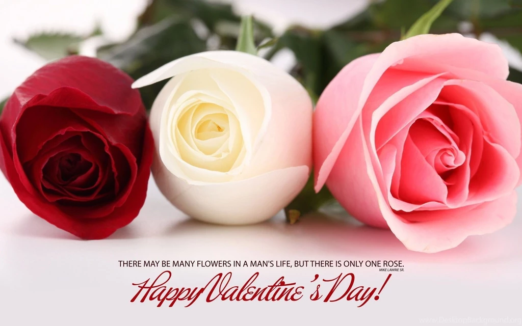One Rose For Ur Honey On Valentine's Day HD Wallpapers Red White ...