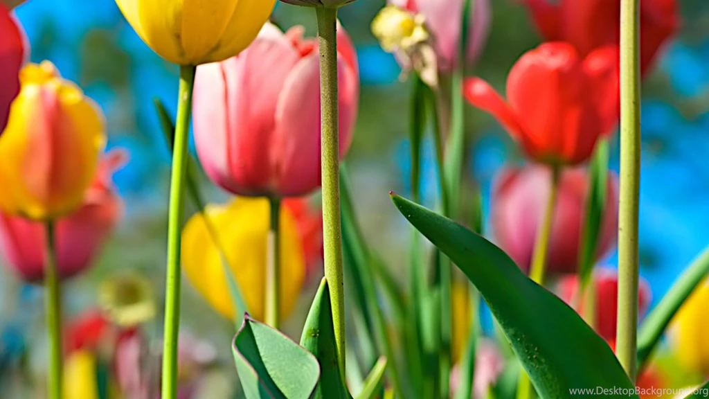 Desktop Wallpapers · Gallery · HD Notebook · Field Of Tulips Laptop ...