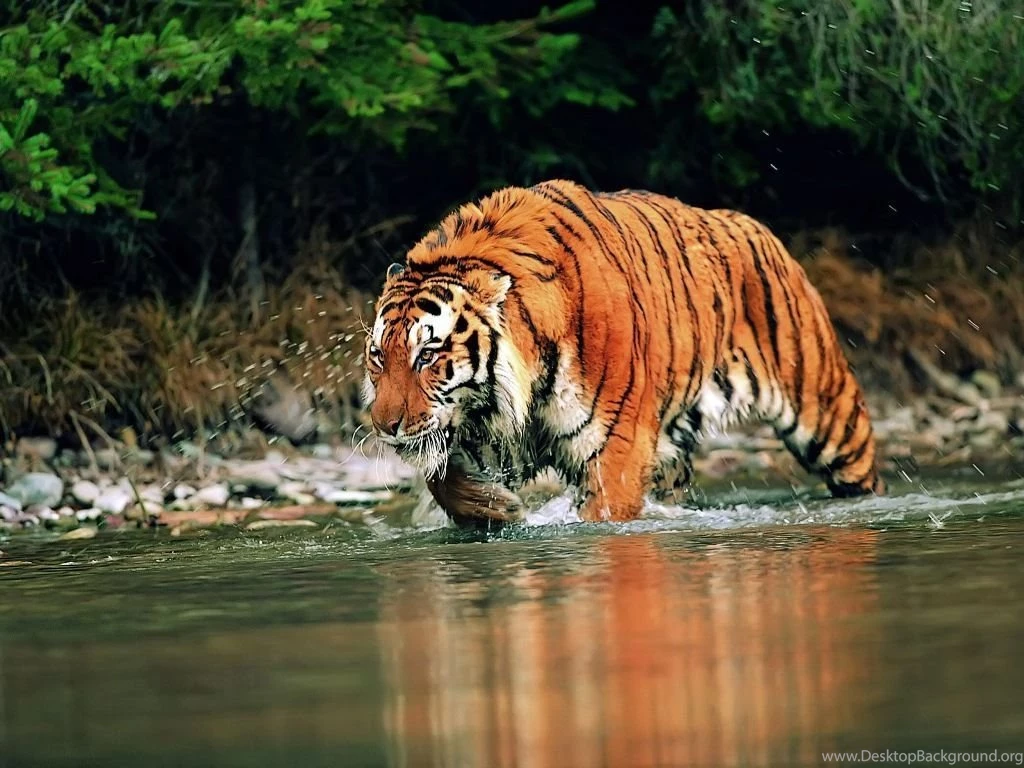 Free Tiger Wallpapers For Desktop