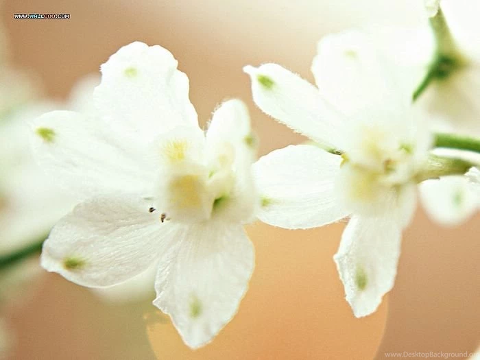 White Flowers Wedding Flowers Wallpapers 19 Wallcoo.net