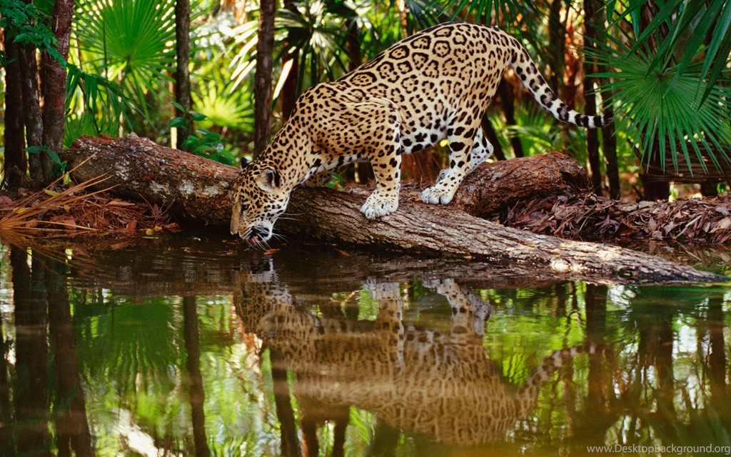 Wild Leopard Drinking Water HD Wallpapers StylishHDWallpapers