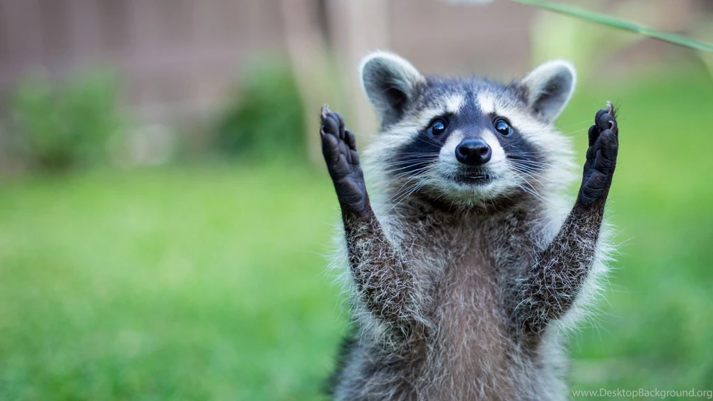 Full HD 1080p Animals Wallpapers, Desktop Backgrounds HD