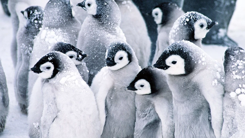 White Penguins In Ice Widescreen Wallpapers 1080p
