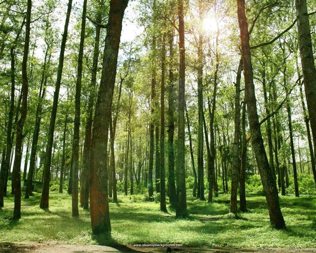 Forest Backgrounds Wallpapers 363
