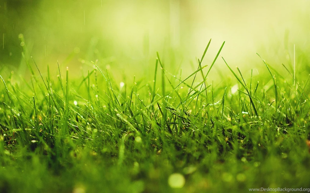 Grass Wallpapers 207383