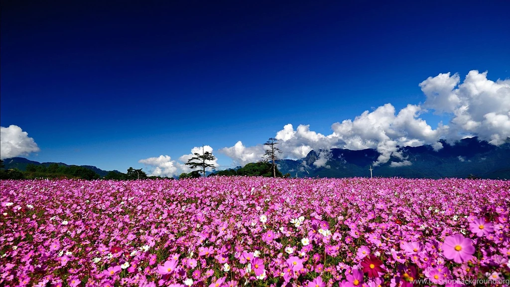 Field Of Flowers HD Wallpapers