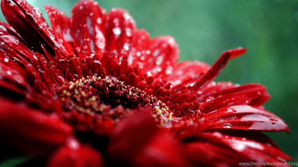 Full HD Flowers Wallpapers