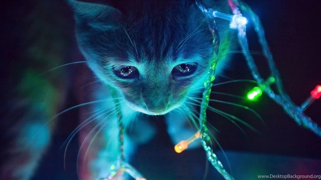 1366x768 Christmas Lights Cat Desktop PC And Mac Wallpapers