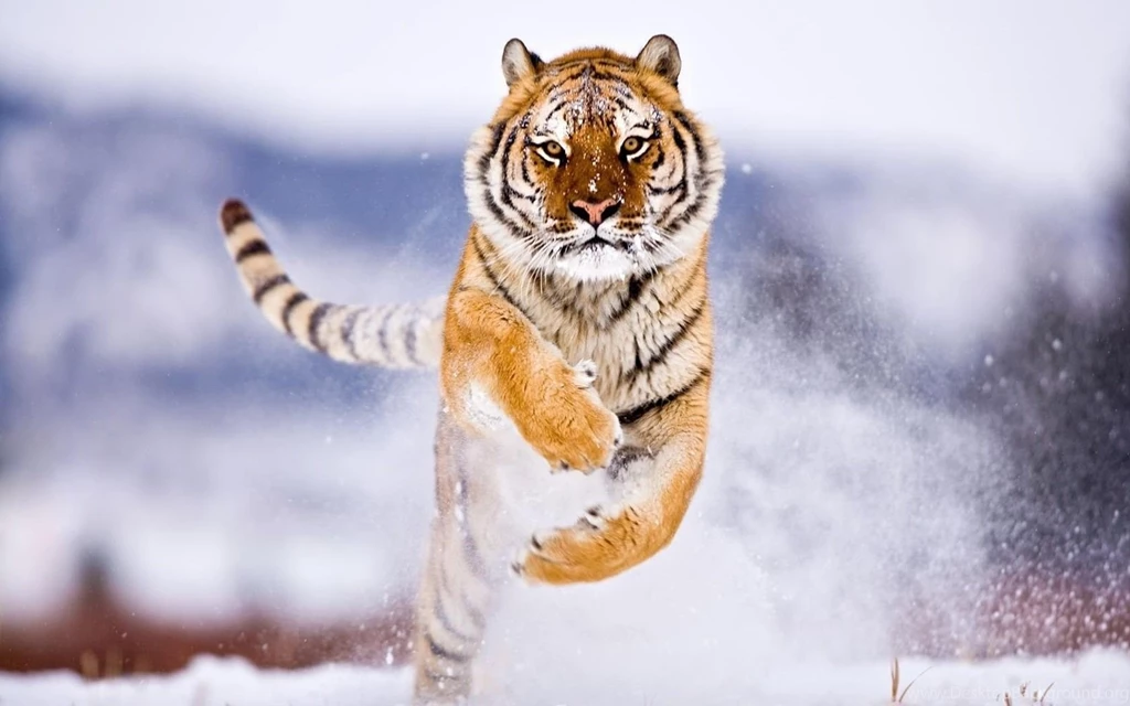 Great Tiger Wallpapers Best Wallpapers Collection