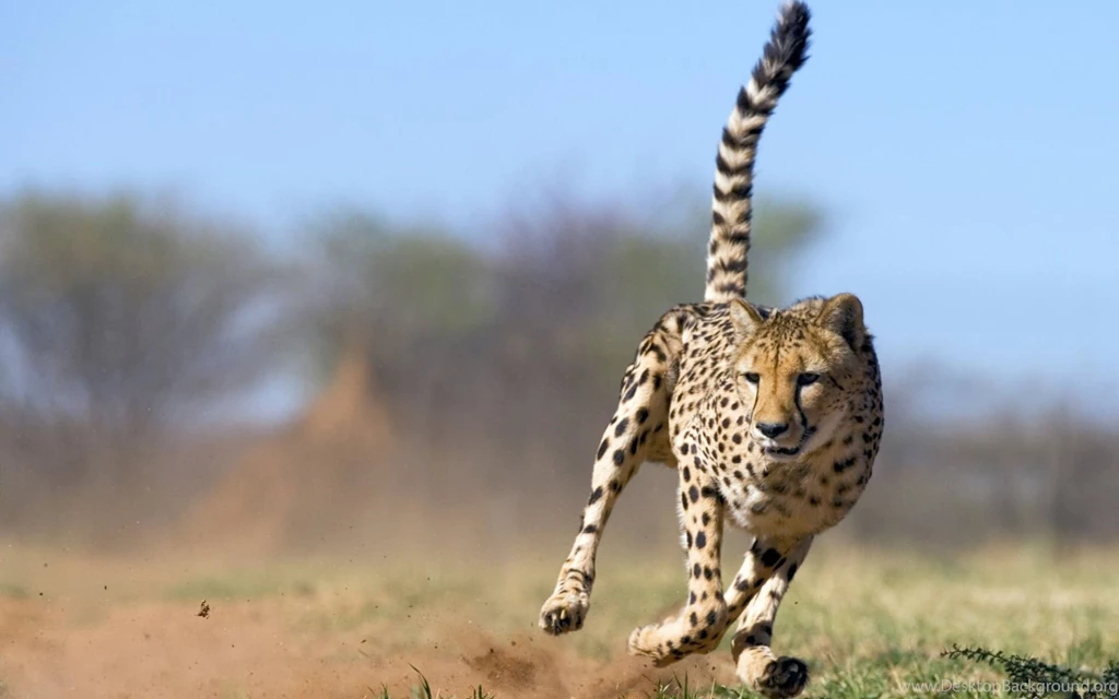 Running Cheetah Desktop Wallpapers