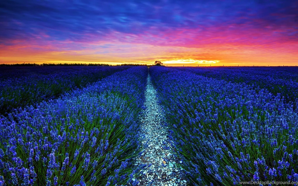 Fields: Lavender Field Flowers Sunset Agriculture Sky Blossoms ...