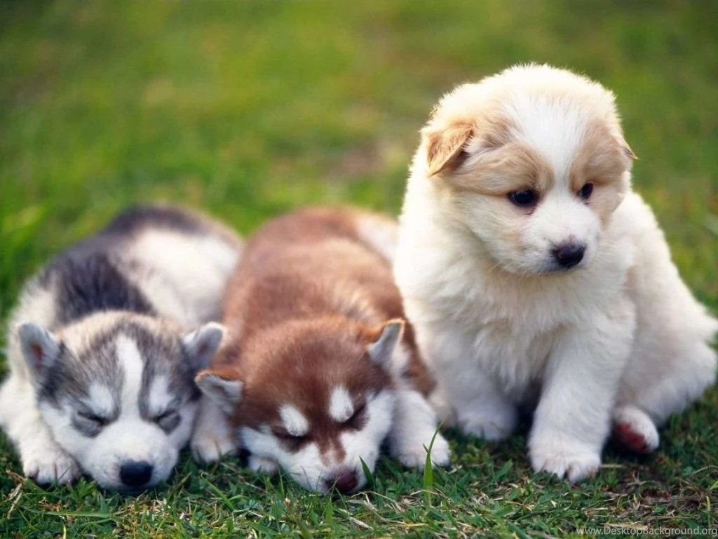 Cute Alaskan Malamute Baby Puppy Wallpapers Desktop