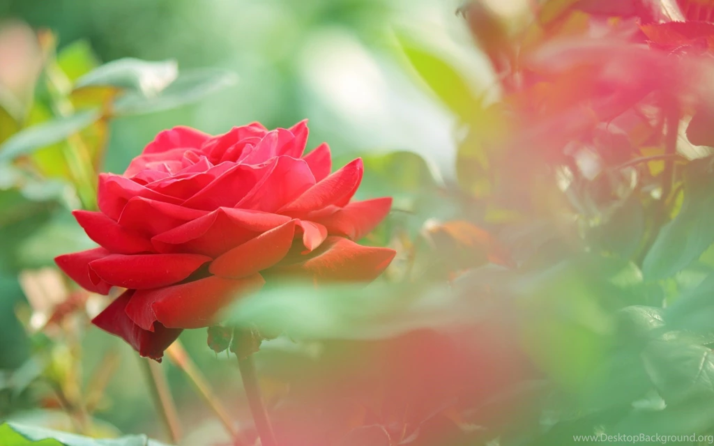 Flower Images Rose And Wallpapers Download