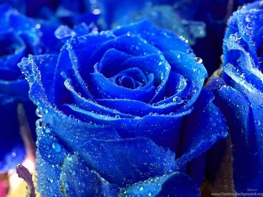Rose Flower Flower HD Wallpapers, Images, PIctures, Tattoos And ...