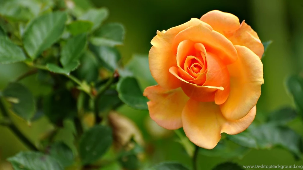 Rose Flowers Wallpapers Hd Wallpapers [Your Popular HD Wallpapers ...