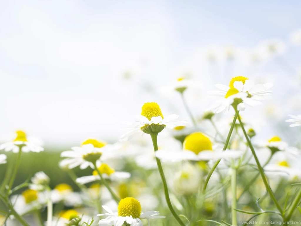 All Wallpapers Desktop: March 2012