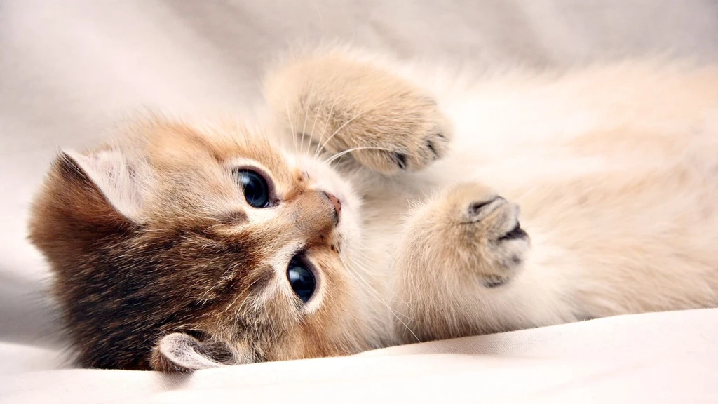 White Kitten Wallpapers Desktop Wallpapers And Stock Photos