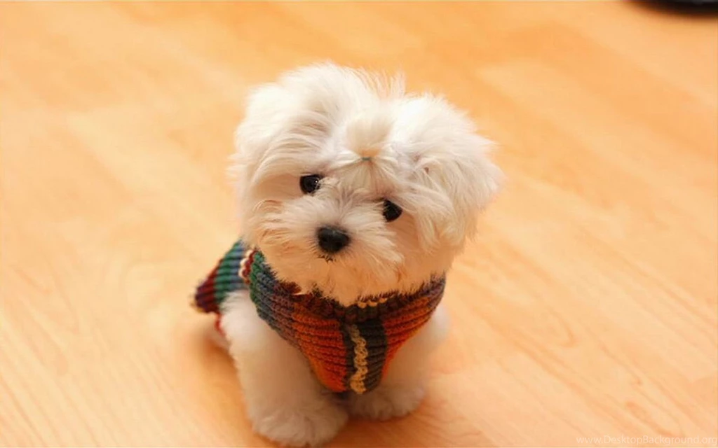 Hd Pics Puppy Dogs