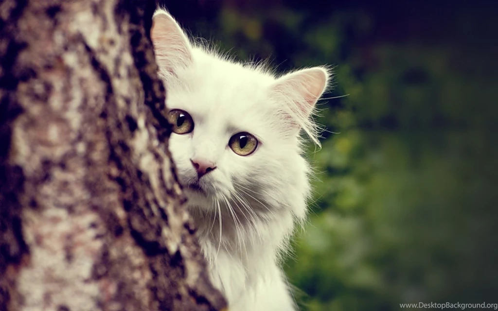 Wallpapers Image Description For White Cat Wallpapers White Cat ...