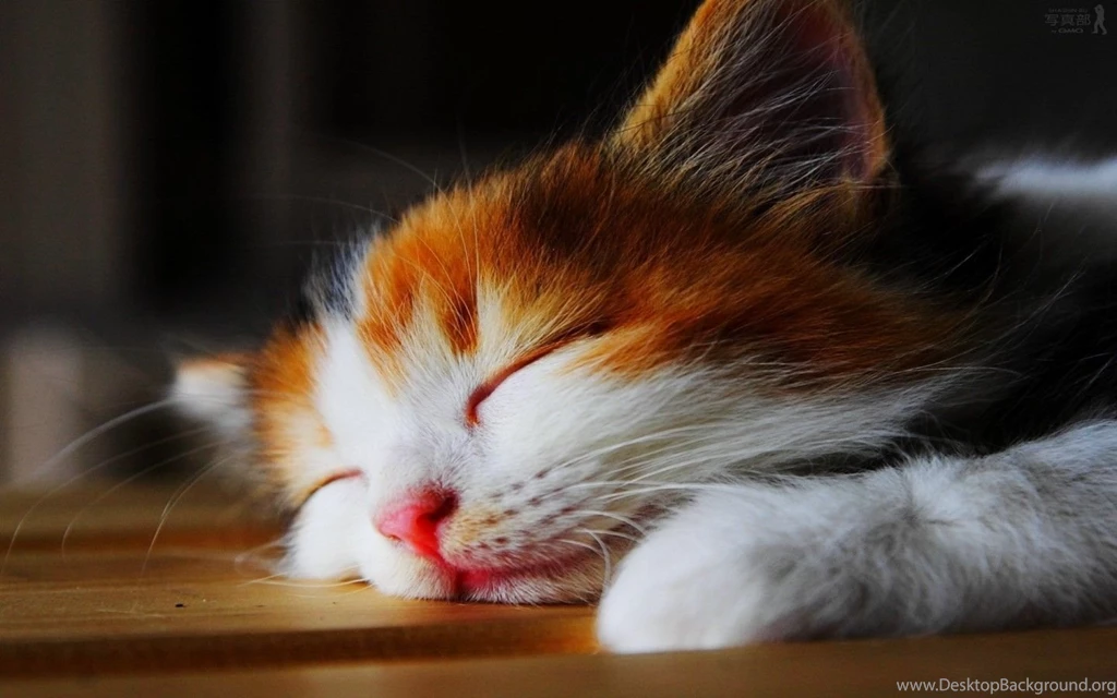 Desktop Wallpapers Download HD Cat 49534 Kitty Animal