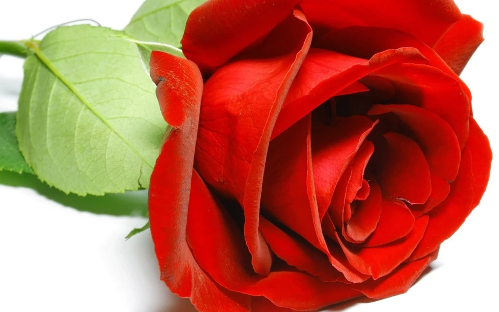 Red Rose Flower Full HD Wallpapers New Hd WallpaperNew Hd Wallpapers