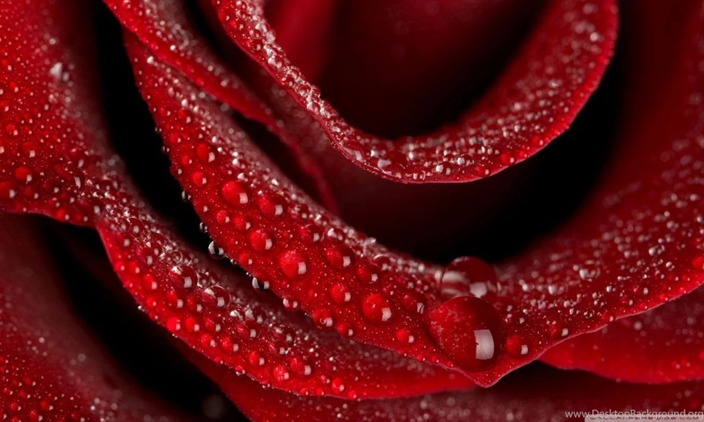 Velvety Rose HD Desktop Wallpapers : Widescreen : High Definition ...