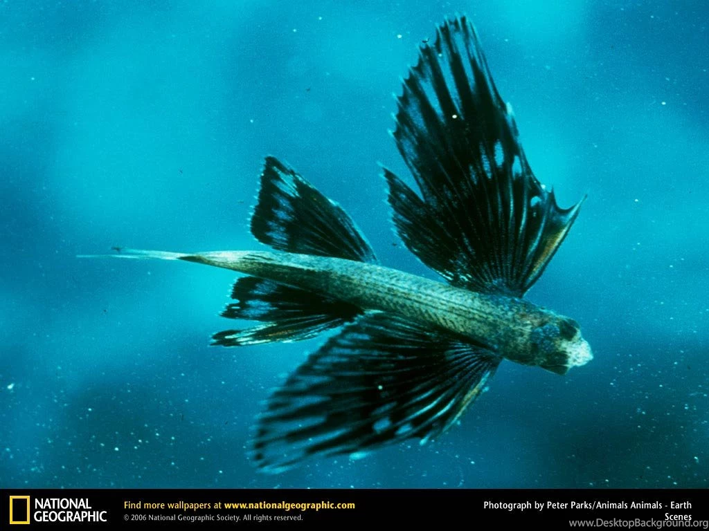 Flying Fish Wallpapers Animals Town
