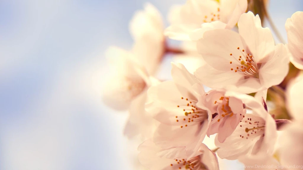 1920x1080 Cherry Blossom Desktop PC And Mac Wallpapers