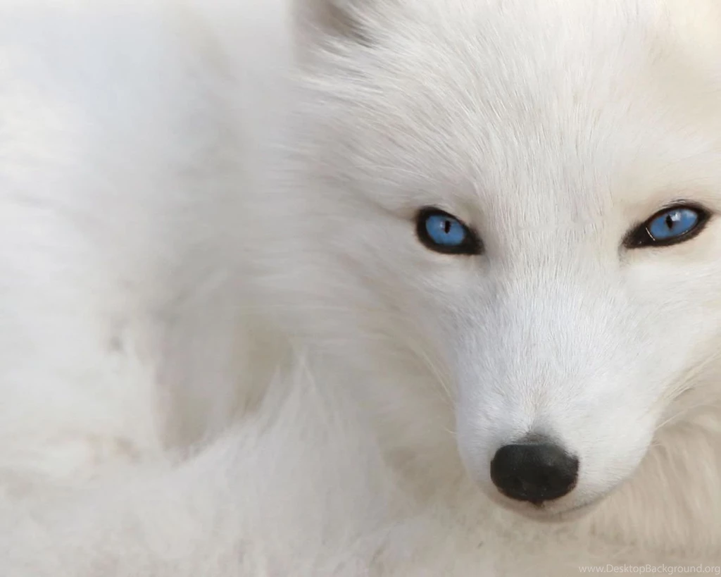 Top White Wolf Latest Wallpaper Images For Pinterest