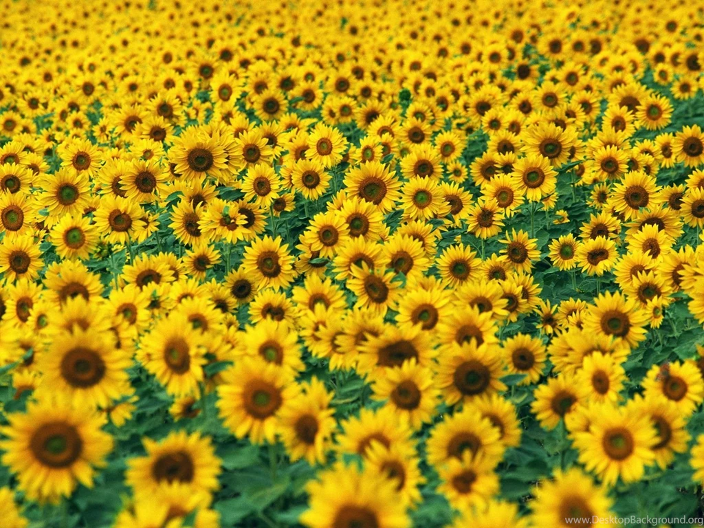 Sunflower Wallpapers Best Car 2015