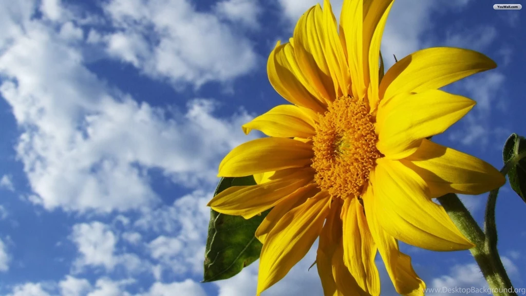 YouWall Sunflower Wallpapers Wallpaper,wallpapers,free ...