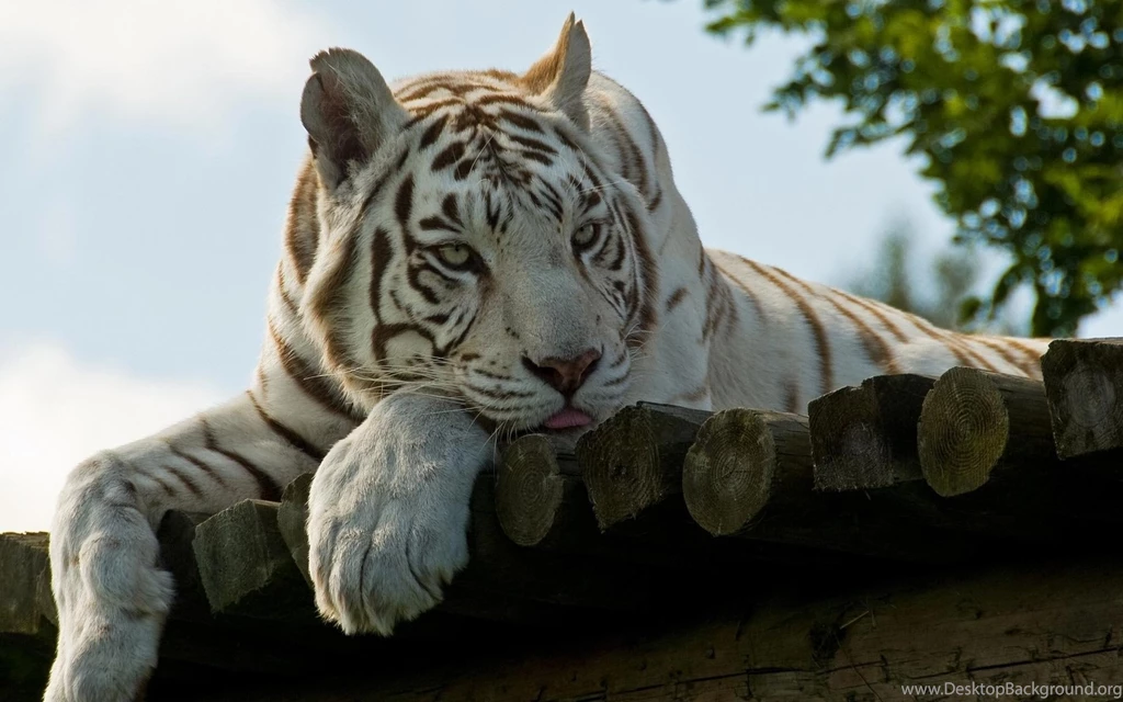 White Tiger Wallpapers Widescreen