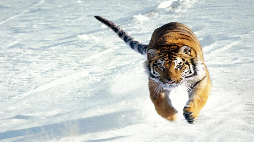 Tiger wallpaper hd widescreen 24.jpg