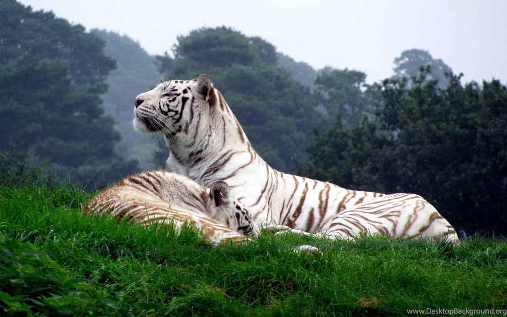 White Tiger Wallpapers Widescreen