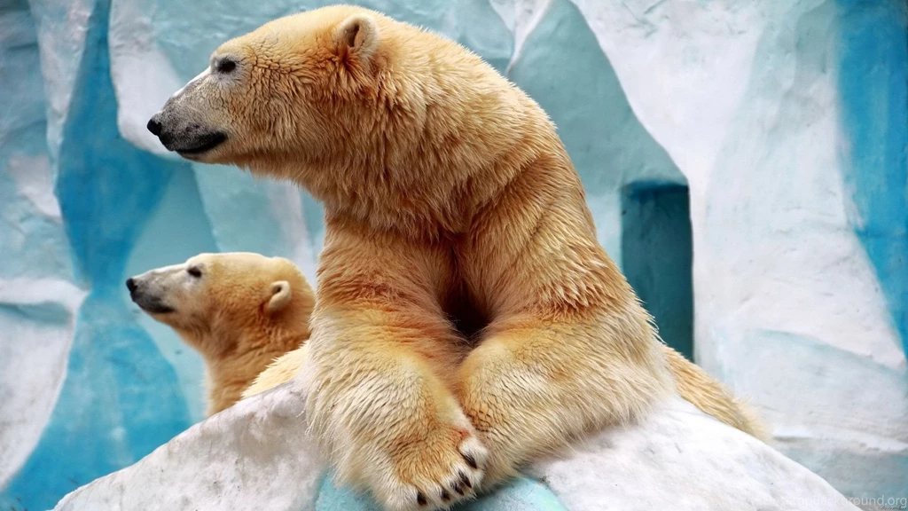 Animals HD Wallpapers 46, Animals Wallpaper, HD 1080P, Desktop ...