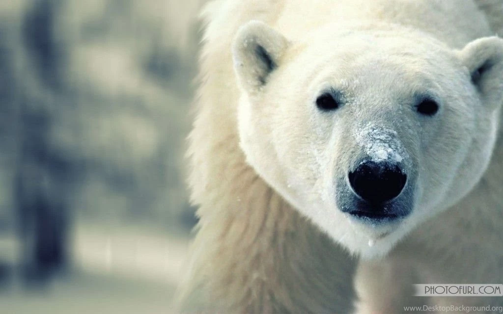 Small Wild Animals Wallpapers For Laptops And Computers Desktop ...