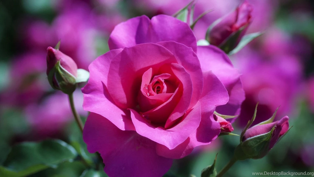Rose Flowers Wallpapers