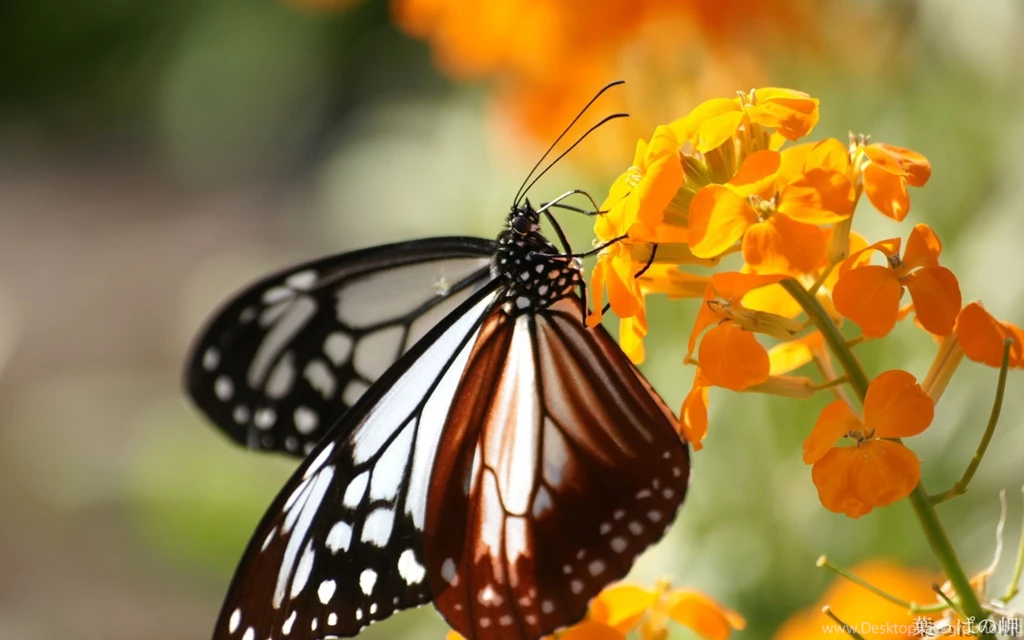 HD Flowers Wallpapers 1920x1200 Photo 52 Of 80