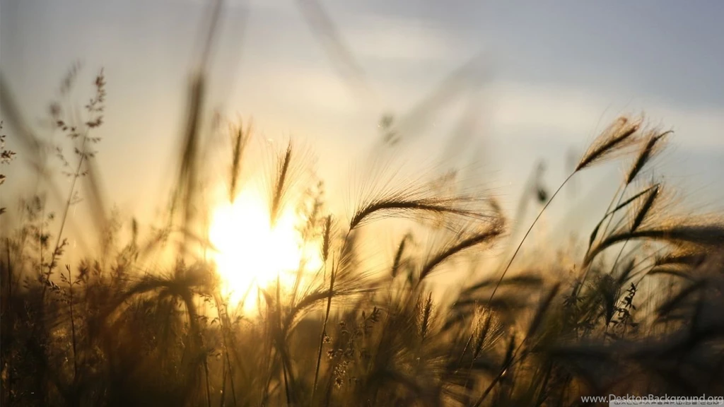 Dry Vegetation, Summer HD Desktop Wallpapers : Widescreen : High ...