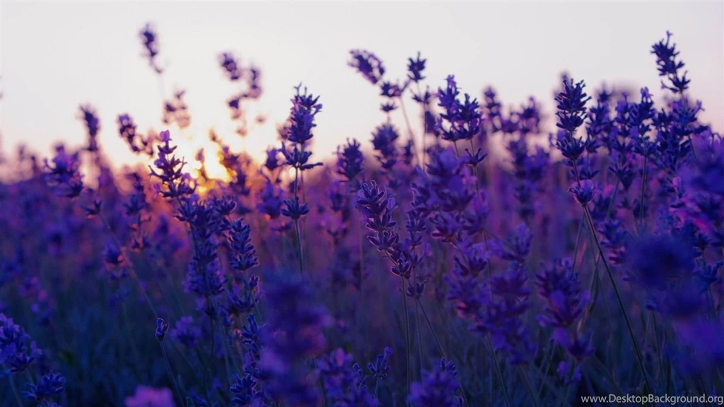 Lavender Field And Sunset summer Landscape Wallpapers 1366x768 ...