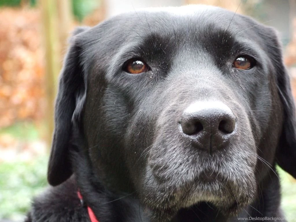Black Lab Dog Pictures Wallpapers HD Base